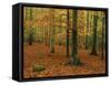 Woodland of Beech Trees in Autumn in the Forest of Compiegne in Picardie, France, Europe-Michael Busselle-Framed Stretched Canvas