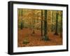 Woodland of Beech Trees in Autumn in the Forest of Compiegne in Picardie, France, Europe-Michael Busselle-Framed Photographic Print