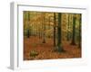 Woodland of Beech Trees in Autumn in the Forest of Compiegne in Picardie, France, Europe-Michael Busselle-Framed Photographic Print