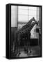 Woodland Park Zoo Giraffes Having Lunch - Seattle, WA-Lantern Press-Framed Stretched Canvas