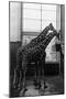Woodland Park Zoo Giraffes Having Lunch - Seattle, WA-Lantern Press-Mounted Art Print