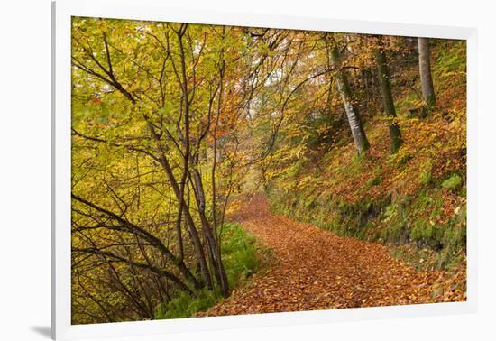 Woodland path through a deciduous forest in autumn, Watersmeet, Exmoor National Park, Devon-Adam Burton-Framed Photographic Print