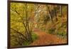 Woodland path through a deciduous forest in autumn, Watersmeet, Exmoor National Park, Devon-Adam Burton-Framed Photographic Print