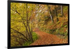 Woodland path through a deciduous forest in autumn, Watersmeet, Exmoor National Park, Devon-Adam Burton-Framed Photographic Print