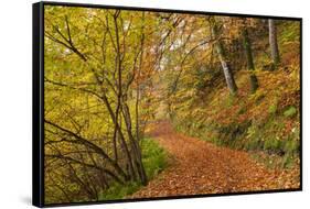 Woodland path through a deciduous forest in autumn, Watersmeet, Exmoor National Park, Devon-Adam Burton-Framed Stretched Canvas