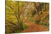 Woodland path through a deciduous forest in autumn, Watersmeet, Exmoor National Park, Devon-Adam Burton-Stretched Canvas