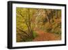 Woodland path through a deciduous forest in autumn, Watersmeet, Exmoor National Park, Devon-Adam Burton-Framed Photographic Print