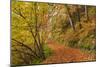 Woodland path through a deciduous forest in autumn, Watersmeet, Exmoor National Park, Devon-Adam Burton-Mounted Photographic Print