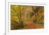 Woodland path through a deciduous forest in autumn, Watersmeet, Exmoor National Park, Devon-Adam Burton-Framed Photographic Print