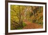 Woodland path through a deciduous forest in autumn, Watersmeet, Exmoor National Park, Devon-Adam Burton-Framed Photographic Print