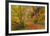 Woodland path through a deciduous forest in autumn, Watersmeet, Exmoor National Park, Devon-Adam Burton-Framed Photographic Print