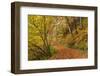 Woodland path through a deciduous forest in autumn, Watersmeet, Exmoor National Park, Devon-Adam Burton-Framed Photographic Print