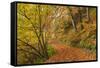 Woodland path through a deciduous forest in autumn, Watersmeet, Exmoor National Park, Devon-Adam Burton-Framed Stretched Canvas