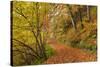 Woodland path through a deciduous forest in autumn, Watersmeet, Exmoor National Park, Devon-Adam Burton-Stretched Canvas