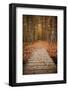 Woodland Path-Michael Hudson-Framed Art Print