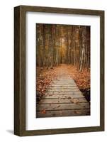 Woodland Path-Michael Hudson-Framed Art Print