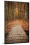 Woodland Path-Michael Hudson-Mounted Giclee Print