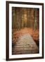 Woodland Path-Michael Hudson-Framed Art Print