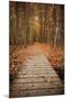 Woodland Path-Michael Hudson-Mounted Art Print