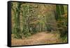 Woodland Path-Adrian Bicker-Framed Stretched Canvas