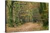 Woodland Path-Adrian Bicker-Stretched Canvas