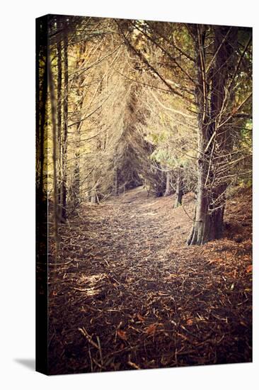 Woodland Path-Steve Allsopp-Stretched Canvas