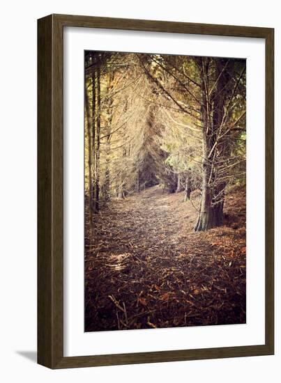 Woodland Path-Steve Allsopp-Framed Photographic Print