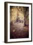 Woodland Path-Steve Allsopp-Framed Photographic Print