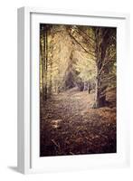 Woodland Path-Steve Allsopp-Framed Photographic Print