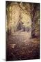 Woodland Path-Steve Allsopp-Mounted Photographic Print