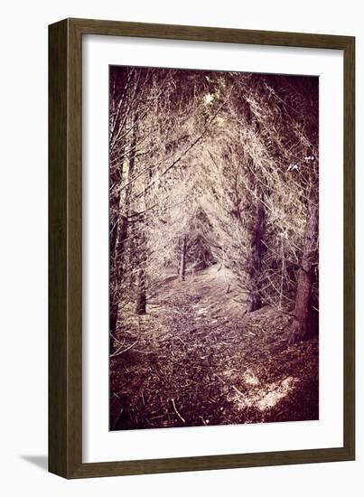 Woodland Path-Steve Allsopp-Framed Photographic Print