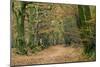 Woodland Path-Adrian Bicker-Mounted Photographic Print