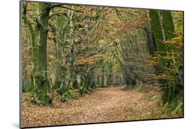 Woodland Path-Adrian Bicker-Mounted Photographic Print