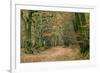 Woodland Path-Adrian Bicker-Framed Photographic Print