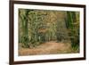 Woodland Path-Adrian Bicker-Framed Photographic Print