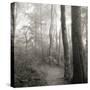 Woodland Path-Nicholas Bell Photography-Stretched Canvas