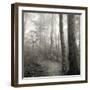 Woodland Path-Nicholas Bell Photography-Framed Photographic Print