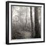 Woodland Path-Nicholas Bell Photography-Framed Photographic Print