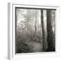 Woodland Path-Nicholas Bell Photography-Framed Photographic Print