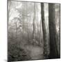 Woodland Path-Nicholas Bell Photography-Mounted Photographic Print