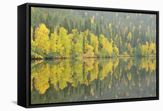 Woodland (Predominantly Spruce and Silver Birch)Oulanka River, Finland, September 2008-Widstrand-Framed Stretched Canvas
