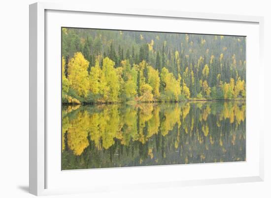 Woodland (Predominantly Spruce and Silver Birch)Oulanka River, Finland, September 2008-Widstrand-Framed Photographic Print