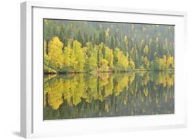 Woodland (Predominantly Spruce and Silver Birch)Oulanka River, Finland, September 2008-Widstrand-Framed Photographic Print