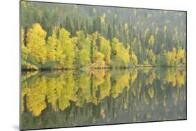 Woodland (Predominantly Spruce and Silver Birch)Oulanka River, Finland, September 2008-Widstrand-Mounted Photographic Print