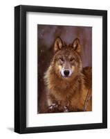 Woodland Pride, Montana-Art Wolfe-Framed Art Print