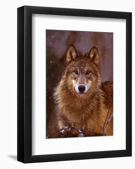 Woodland Pride, Montana-Art Wolfe-Framed Art Print