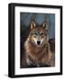 Woodland Pride, Montana-Art Wolfe-Framed Giclee Print