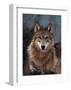 Woodland Pride, Montana-Art Wolfe-Framed Giclee Print