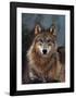 Woodland Pride, Montana-Art Wolfe-Framed Giclee Print