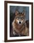 Woodland Pride, Montana-Art Wolfe-Framed Giclee Print